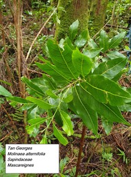 25- Molinaea alternifolia