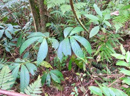 27. Elatostema fagifolium -      - Urticaceae - indigène - Mascareignes IMG_3214.JPG
