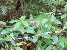 28.  Fleurs Pilea ??? umbellata - ???  - Urticaceae - endémique Réunion IMG_3215.JPG
