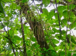 29. ??? Huperzia ophioglossoides (Lam.) Rothm. - Fougère épaulette - Lycopodiaceae - Indigène Réunion   IMG_3216.JPG
