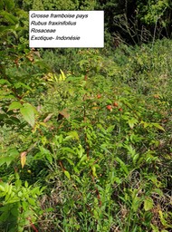 3- Rubus fraxinifolius