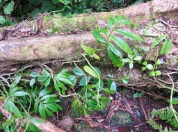33. Elatostema pedunculatum => Procris pedunculata var. pedunculata