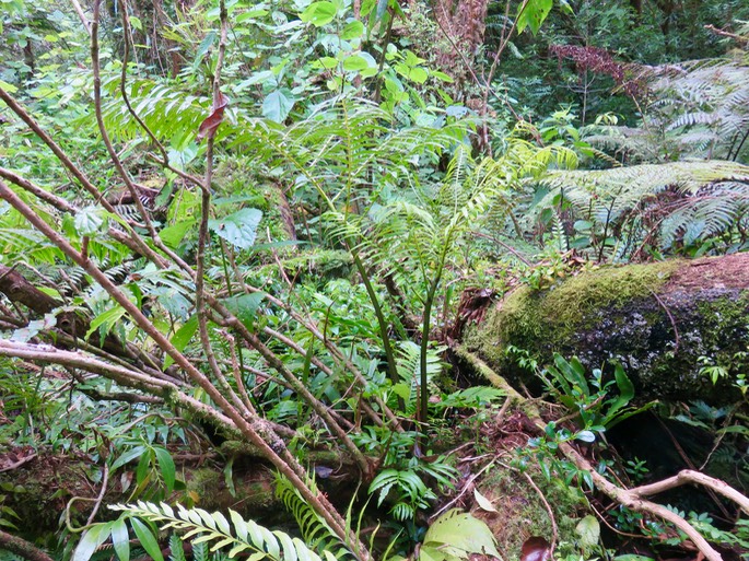 36. ??? Ptisana fraxinea (Sm.) Murdock - Fougère tortue -  Marattiaceae - indigène Réunion