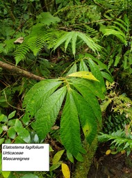 37- Elatostema fagifolium