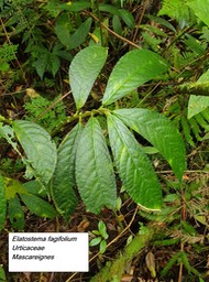 38- Elatostema fagifolium
