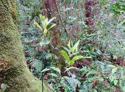 4. Tambourissa elliptica - Bois de bombarde; Bois de tambour -  Monnimiaceae  IMG_3203.JPG