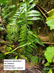 42- Asplenium daucifolium var. lineatum
