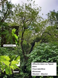46- Ficus lateriflora