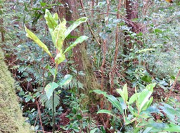 5. Tambourissa elliptica - Bois de bombarde; Bois de tambour -  Monnimiaceae IMG_3204.JPG