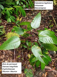 51- Hancea integrifolia