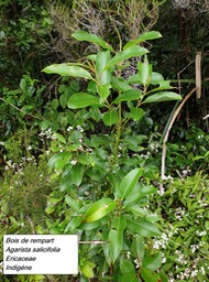57- Agarista salicifolia