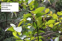 72- Ficus mauritiana