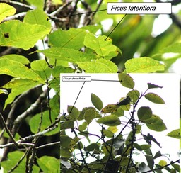 78- Ficus lateriflora