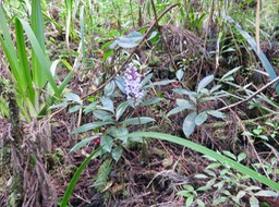 8. Cynorkis squamosa (Poir.) Lindl. - Ø - Orchidaceae - Endémique Réunion  Maurice IMG_3209.JPG