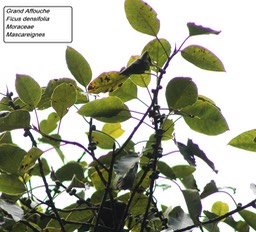 80- Ficus densifolia