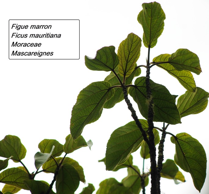 83- Ficus mauritiana