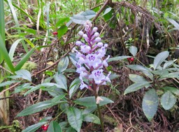 9.Cynorkis squamosa (Poir.) Lindl. - Ø - Orchidaceae - Endémique Réunion  Maurice  IMG_3210.JPG