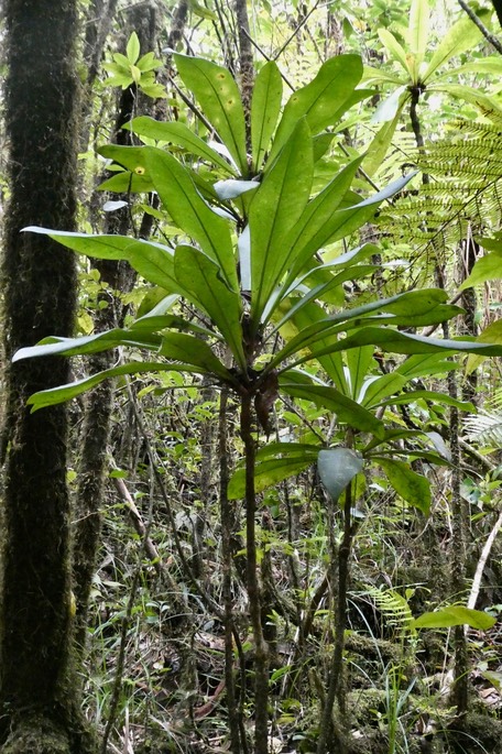 Badula borbonica.bois de savon.primulaceae.endémique Réunion.P1035301
