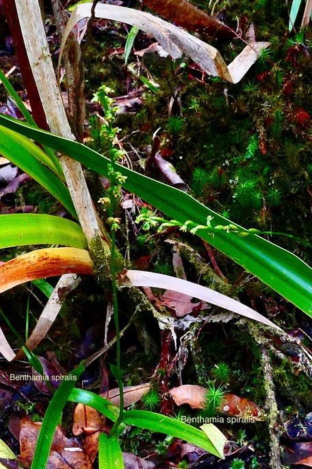 Benthamia spiralis.orchidaceae.indigène Réunion.P1035244