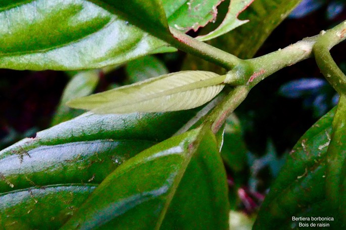 Bertiera borbonica .bois de raisin.rubiaceae.endémique Réunion.P1035449