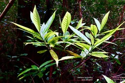Bertiera borbonica.bois de raisin.rubiaceae.endémique Réunion.P1035444