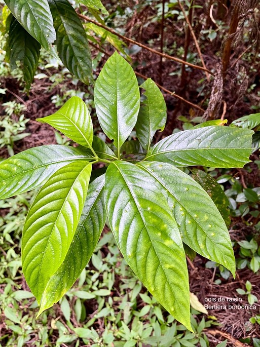Bertiera rufa .bois de raisin .rutaceae.endémique Réunion.IMG_2849
