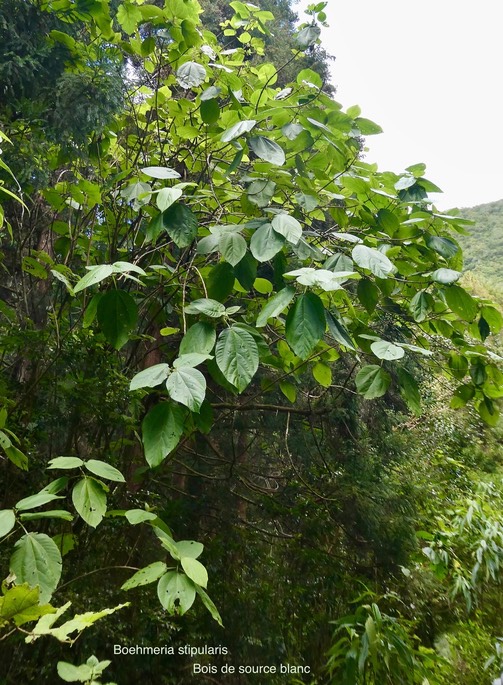Boehmeria stipularis.bois de source blanc.urticaceae.endémique Réunion.P1035195