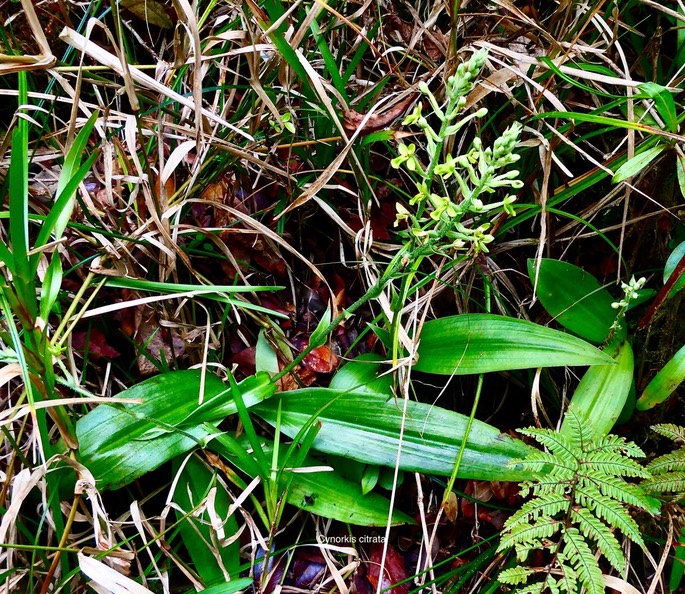 Cynorkis citrata. ( ex Habenaria citrina ) orchidaceae.endémique Réunion.P1035327