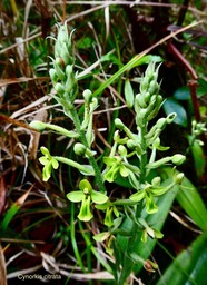 Cynorkis citrata.( ex Habenaria citrina )orchidaceae.endémique Réunion.P1035329