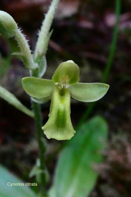 Cynorkis citrata.(ex Habenaria citrina )orchidaceae.endémique Réunion.P1035313