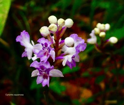 Cynorkis squamosa.orchidaceae.indigène Réunion.P1035312