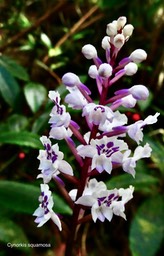 Cynorkis squamosa.orchidaceae.indigène Réunion.P1035204