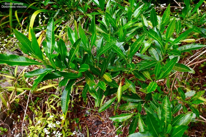 Dodonaea viscosa .bois d'arnette. bois de reinette.sapindaceae.indigène Réunion.P1035247
