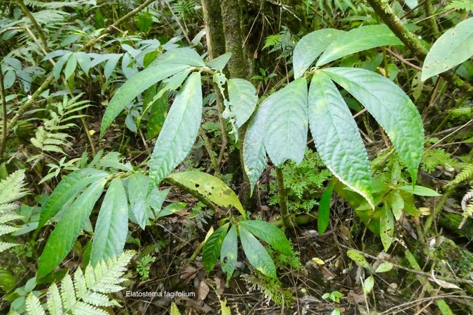 Elatostema fagifolium.urticaceae.indigène Réunion.P1035334