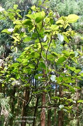Ficus mauritiana.affouche rouge.moraceae .endémique Réunion Maurice .P1035258 2
