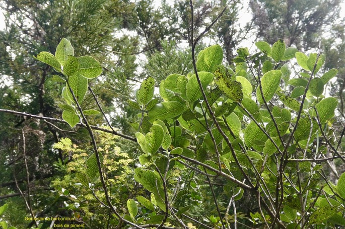 Geniostoma borbonicum.bois de piment.loganiaceae.endémique Réunion Maurice.