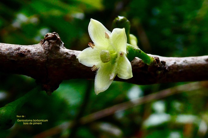 Geniostoma borbonicum.bois de piment. ( fleur )loganiaceae.endémique Réunion Maurice.P1035215