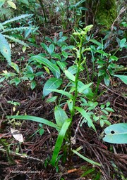 Habenaria praealta.orchidaceae.endémique Mascareignes et Madagascar.P1035285