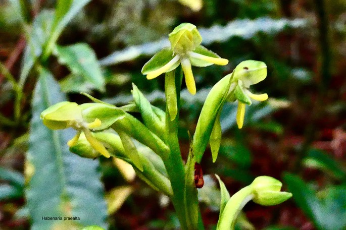 Habenaria praealta.orchidaceae. endémique Mascareignes Madagascar.P1035293