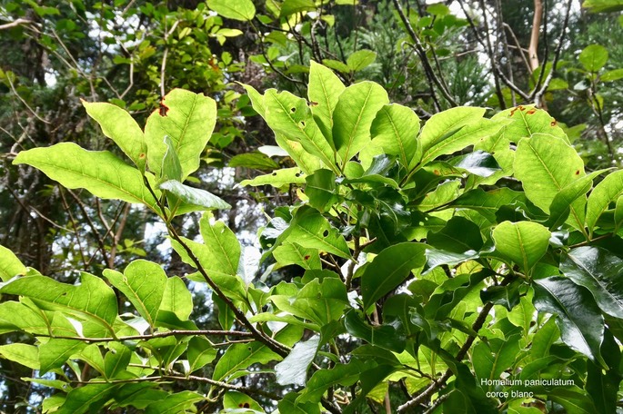 Homalium paniculatum.corce blanc.bois de bassin.salicaceae.endémique Réunion Maurice.P1035268
