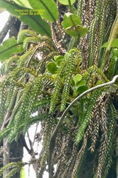 Huperzia gnidioides.ruban de prêtre.lycopodiaceae.indigène Réunion.P1035345