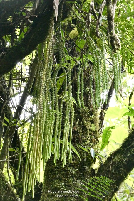 Huperzia gnidioides.ruban de prêtre.lycopodiaceae.indigène Réunion.P1035361