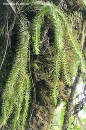 Huperzia squarrosa .lycopodiaceae.indigène Réunion.P1035350