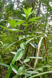 Melicope obscura .bois de catafaille.? (sans odeur )rutaceae.P1035184