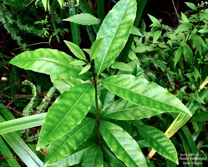 Nuxia verticillata .bois maigre .( jeune plant avec des feuilles verticillées par 4 )stilbaceae.endémique Réunion Maurice .