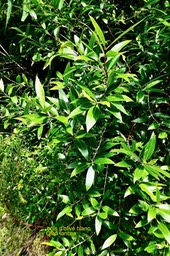 Olea lancea.bois d'olive blanc.oleaceae.indigène Réunion.P1035216
