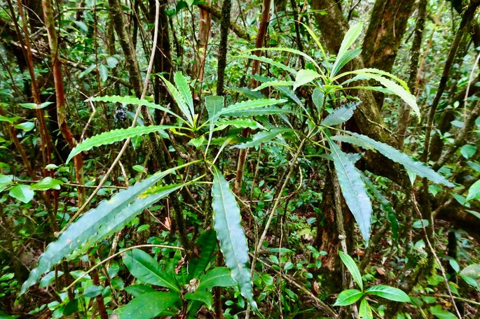 Pittosporum senacia subsp senacia.bois de joli coeur des bas.pittosporaceae.endémique Réunion Maurice.P1035305