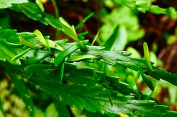 plantules d'Asplenium daucifolium en face supérieure du limbe.P1035388