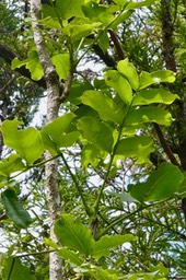 Polyscias sp .bois de papaye.araliaceae.P1035220