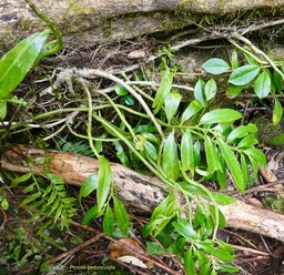 Procris pedunculata.( Elatostema pedunculatum.. ) urticaceae;indigène Réunion.P1035372